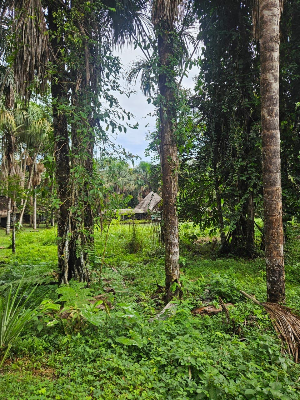 A wooden bridge crossing the lake at Dreamglade, surrounded by palms and rainforest