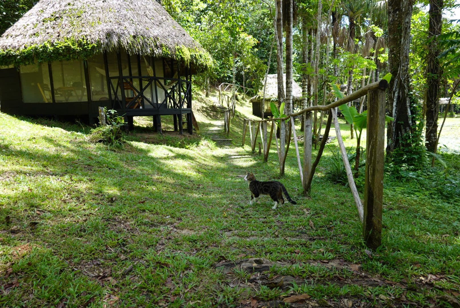 Cat near a tambo at Dreamglade