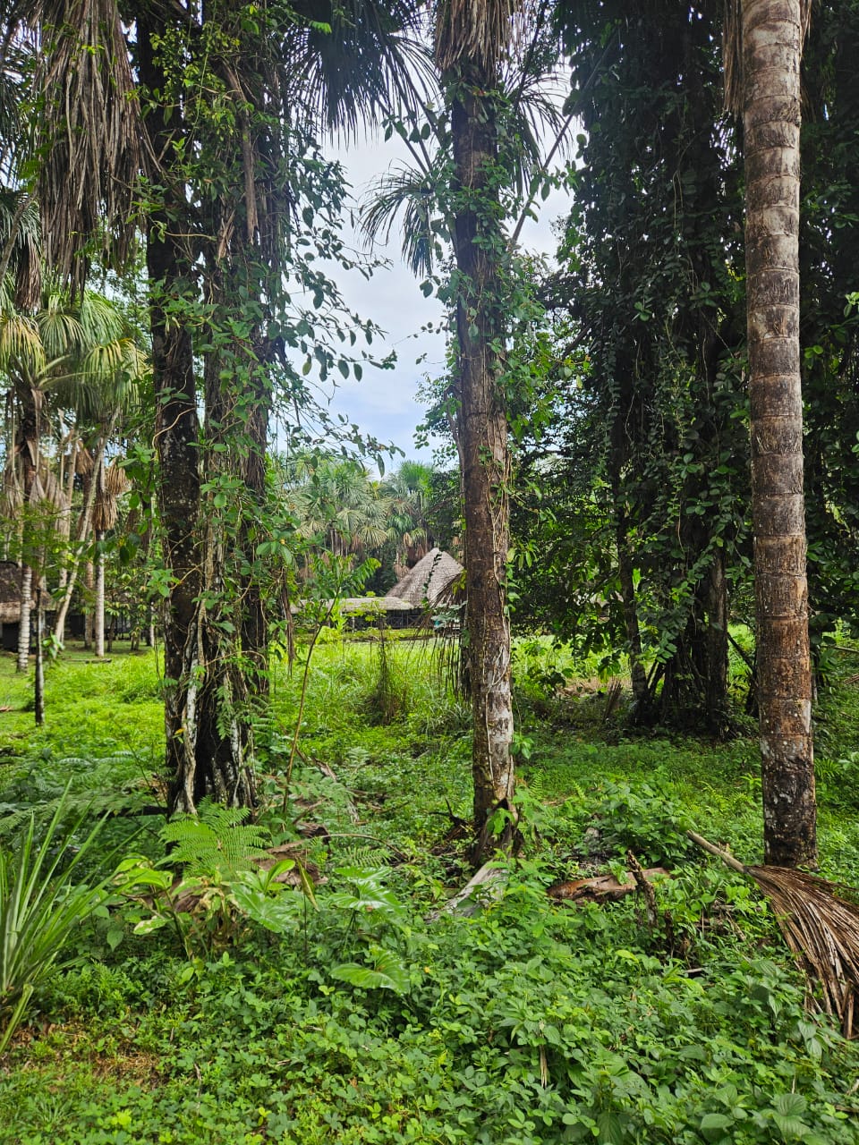 A wooden bridge crossing the lake at Dreamglade, surrounded by palms and rainforest