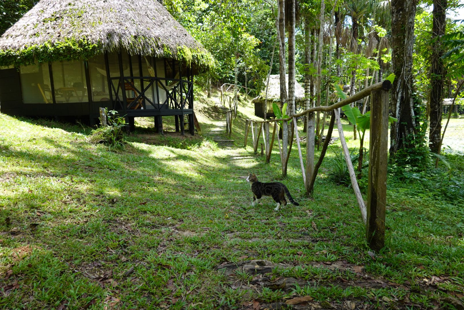 Cat near a tambo at Dreamglade